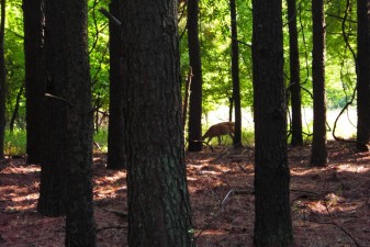 Deer
