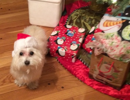 Santa Stewart