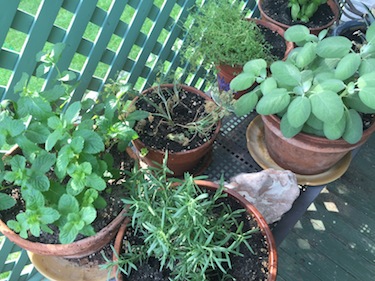 Herbs