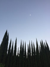 cypress