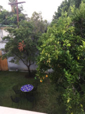 orange tree