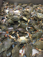 blue crabs