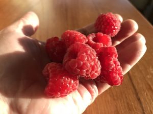raspberries