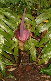 Konjac Plant