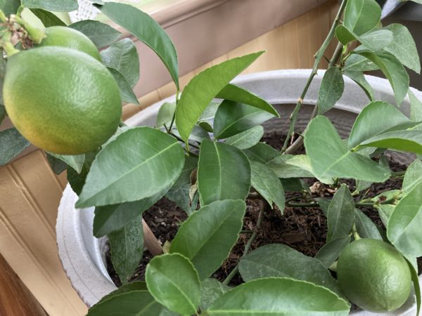 lemon