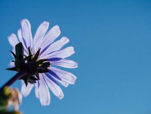 blue sky with flower