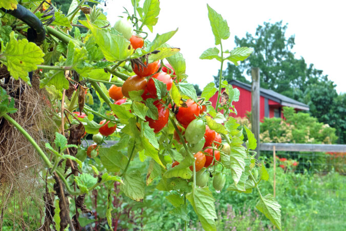 red barn in background weeds and tomato vines