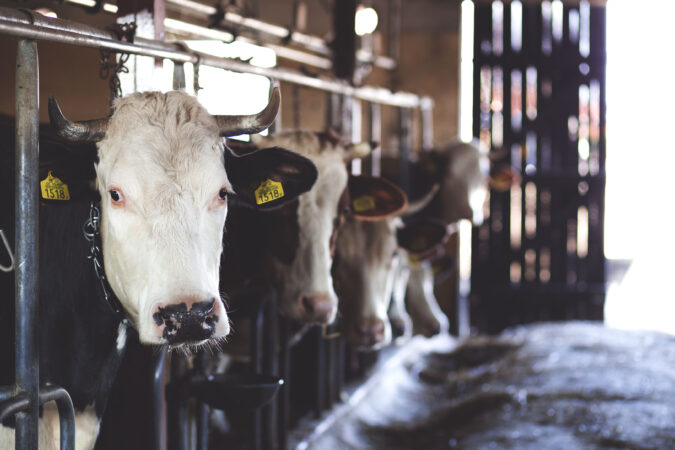 Line of dairy cows ready to be milked with yellow tags in their ears.